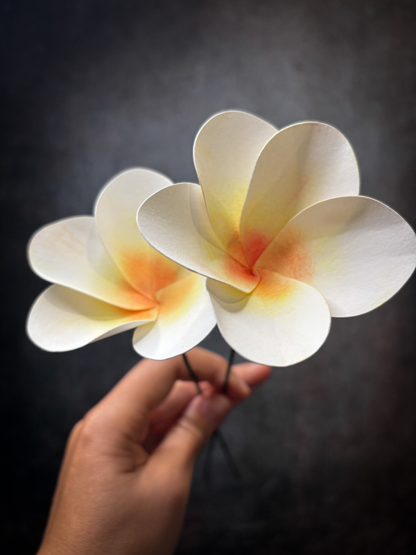 Fiori di carta frangipane plumeria-3